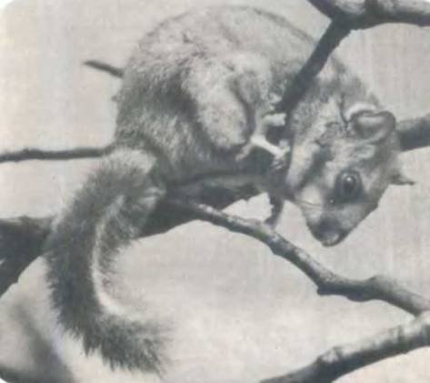 Рукокрылые, приматы, неполнозубые, панголины, зайцеобразные, грызуны, китообразные, ластоногие, трубкозубые, даманы, сирены и хоботные - i_094.jpg