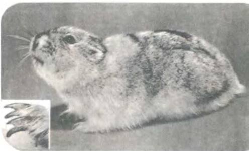 Рукокрылые, приматы, неполнозубые, панголины, зайцеобразные, грызуны, китообразные, ластоногие, трубкозубые, даманы, сирены и хоботные - i_102.jpg