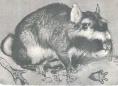 Рукокрылые, приматы, неполнозубые, панголины, зайцеобразные, грызуны, китообразные, ластоногие, трубкозубые, даманы, сирены и хоботные - i_111.jpg