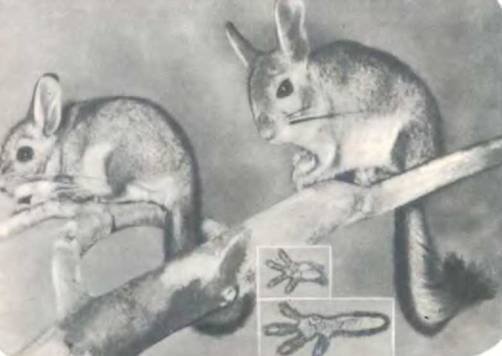 Рукокрылые, приматы, неполнозубые, панголины, зайцеобразные, грызуны, китообразные, ластоногие, трубкозубые, даманы, сирены и хоботные - i_112.jpg