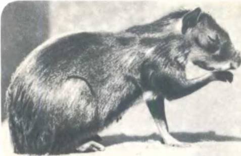 Рукокрылые, приматы, неполнозубые, панголины, зайцеобразные, грызуны, китообразные, ластоногие, трубкозубые, даманы, сирены и хоботные - i_113.jpg