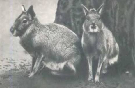 Рукокрылые, приматы, неполнозубые, панголины, зайцеобразные, грызуны, китообразные, ластоногие, трубкозубые, даманы, сирены и хоботные - i_115.jpg