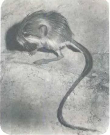 Рукокрылые, приматы, неполнозубые, панголины, зайцеобразные, грызуны, китообразные, ластоногие, трубкозубые, даманы, сирены и хоботные - i_116.jpg