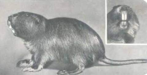 Рукокрылые, приматы, неполнозубые, панголины, зайцеобразные, грызуны, китообразные, ластоногие, трубкозубые, даманы, сирены и хоботные - i_120.jpg