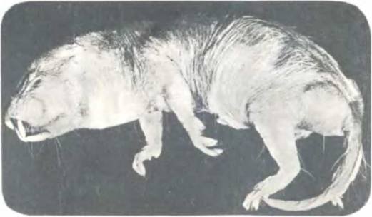 Рукокрылые, приматы, неполнозубые, панголины, зайцеобразные, грызуны, китообразные, ластоногие, трубкозубые, даманы, сирены и хоботные - i_121.jpg