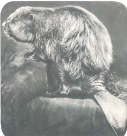 Рукокрылые, приматы, неполнозубые, панголины, зайцеобразные, грызуны, китообразные, ластоногие, трубкозубые, даманы, сирены и хоботные - i_123.jpg