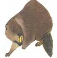 Рукокрылые, приматы, неполнозубые, панголины, зайцеобразные, грызуны, китообразные, ластоногие, трубкозубые, даманы, сирены и хоботные - i_124.jpg