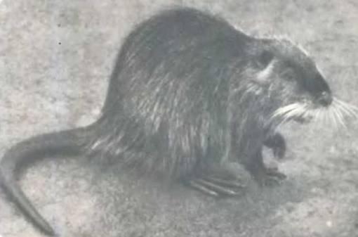 Рукокрылые, приматы, неполнозубые, панголины, зайцеобразные, грызуны, китообразные, ластоногие, трубкозубые, даманы, сирены и хоботные - i_133.jpg