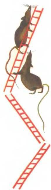 Рукокрылые, приматы, неполнозубые, панголины, зайцеобразные, грызуны, китообразные, ластоногие, трубкозубые, даманы, сирены и хоботные - i_144.jpg