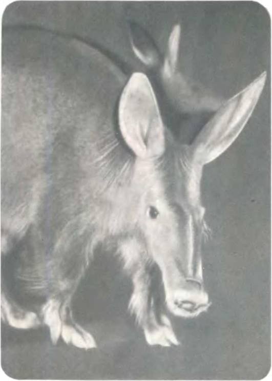 Рукокрылые, приматы, неполнозубые, панголины, зайцеобразные, грызуны, китообразные, ластоногие, трубкозубые, даманы, сирены и хоботные - i_148.jpg