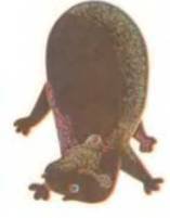 Рукокрылые, приматы, неполнозубые, панголины, зайцеобразные, грызуны, китообразные, ластоногие, трубкозубые, даманы, сирены и хоботные - i_155.jpg