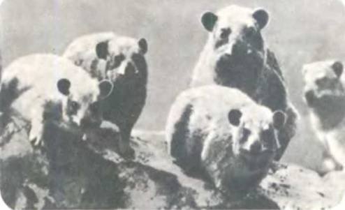 Рукокрылые, приматы, неполнозубые, панголины, зайцеобразные, грызуны, китообразные, ластоногие, трубкозубые, даманы, сирены и хоботные - i_156.jpg