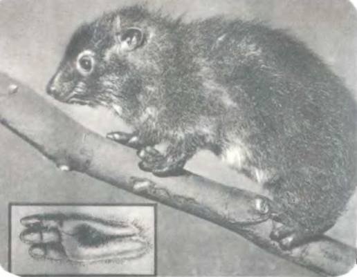 Рукокрылые, приматы, неполнозубые, панголины, зайцеобразные, грызуны, китообразные, ластоногие, трубкозубые, даманы, сирены и хоботные - i_157.jpg