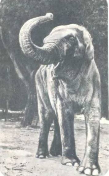 Рукокрылые, приматы, неполнозубые, панголины, зайцеобразные, грызуны, китообразные, ластоногие, трубкозубые, даманы, сирены и хоботные - i_173.jpg