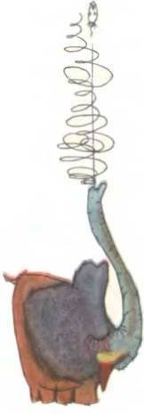 Рукокрылые, приматы, неполнозубые, панголины, зайцеобразные, грызуны, китообразные, ластоногие, трубкозубые, даманы, сирены и хоботные - i_180.jpg