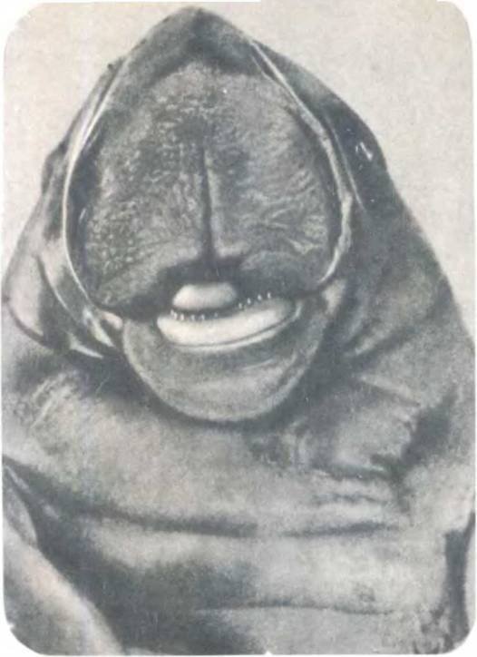 Рукокрылые, приматы, неполнозубые, панголины, зайцеобразные, грызуны, китообразные, ластоногие, трубкозубые, даманы, сирены и хоботные - i_184.jpg