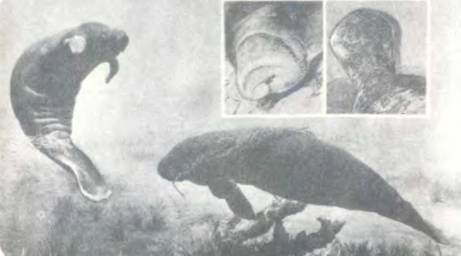 Рукокрылые, приматы, неполнозубые, панголины, зайцеобразные, грызуны, китообразные, ластоногие, трубкозубые, даманы, сирены и хоботные - i_188.jpg