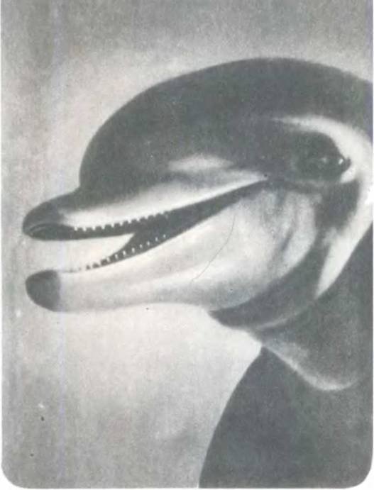 Рукокрылые, приматы, неполнозубые, панголины, зайцеобразные, грызуны, китообразные, ластоногие, трубкозубые, даманы, сирены и хоботные - i_190.jpg