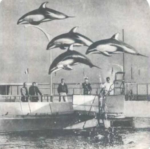 Рукокрылые, приматы, неполнозубые, панголины, зайцеобразные, грызуны, китообразные, ластоногие, трубкозубые, даманы, сирены и хоботные - i_204.jpg