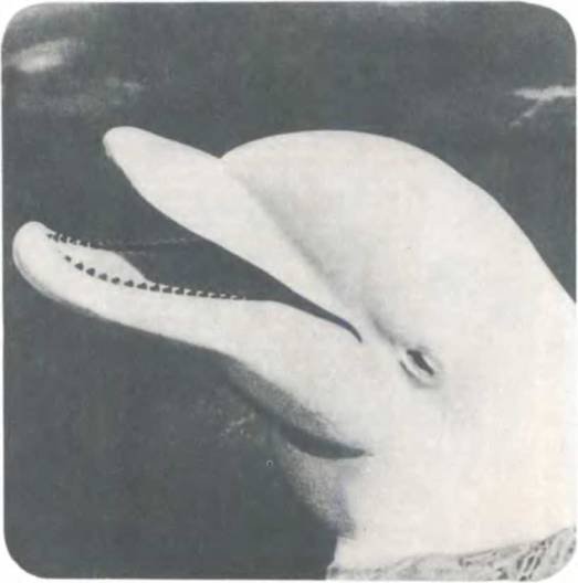 Рукокрылые, приматы, неполнозубые, панголины, зайцеобразные, грызуны, китообразные, ластоногие, трубкозубые, даманы, сирены и хоботные - i_205.jpg