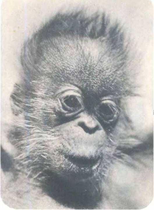 Рукокрылые, приматы, неполнозубые, панголины, зайцеобразные, грызуны, китообразные, ластоногие, трубкозубые, даманы, сирены и хоботные - i_250.jpg