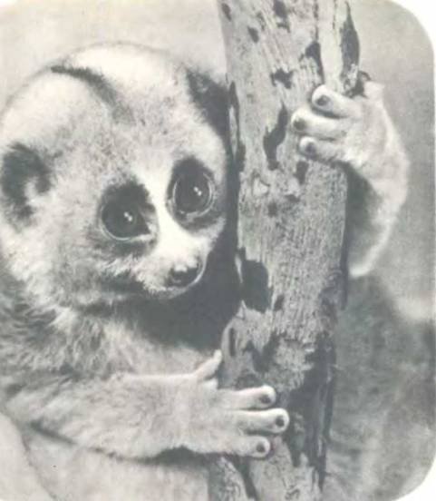 Рукокрылые, приматы, неполнозубые, панголины, зайцеобразные, грызуны, китообразные, ластоногие, трубкозубые, даманы, сирены и хоботные - i_258.jpg