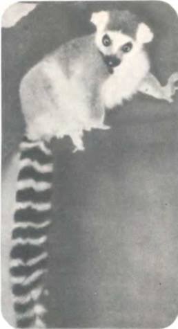 Рукокрылые, приматы, неполнозубые, панголины, зайцеобразные, грызуны, китообразные, ластоногие, трубкозубые, даманы, сирены и хоботные - i_268.jpg