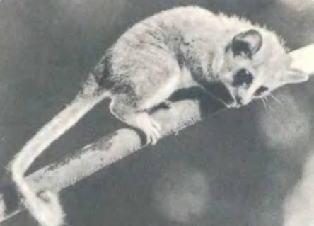 Рукокрылые, приматы, неполнозубые, панголины, зайцеобразные, грызуны, китообразные, ластоногие, трубкозубые, даманы, сирены и хоботные - i_271.jpg