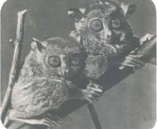 Рукокрылые, приматы, неполнозубые, панголины, зайцеобразные, грызуны, китообразные, ластоногие, трубкозубые, даманы, сирены и хоботные - i_273.jpg