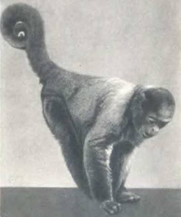 Рукокрылые, приматы, неполнозубые, панголины, зайцеобразные, грызуны, китообразные, ластоногие, трубкозубые, даманы, сирены и хоботные - i_276.jpg