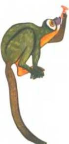 Рукокрылые, приматы, неполнозубые, панголины, зайцеобразные, грызуны, китообразные, ластоногие, трубкозубые, даманы, сирены и хоботные - i_277.jpg