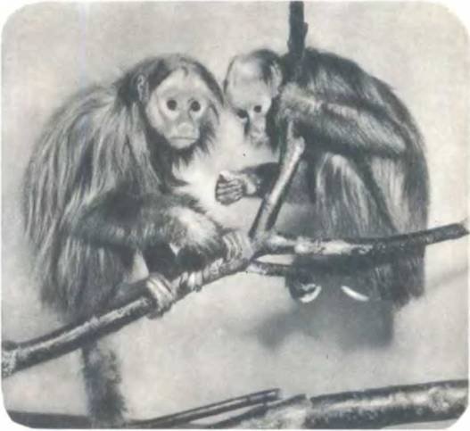 Рукокрылые, приматы, неполнозубые, панголины, зайцеобразные, грызуны, китообразные, ластоногие, трубкозубые, даманы, сирены и хоботные - i_280.jpg