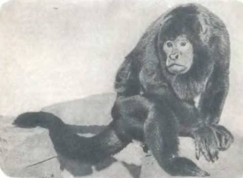 Рукокрылые, приматы, неполнозубые, панголины, зайцеобразные, грызуны, китообразные, ластоногие, трубкозубые, даманы, сирены и хоботные - i_281.jpg