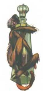 Рукокрылые, приматы, неполнозубые, панголины, зайцеобразные, грызуны, китообразные, ластоногие, трубкозубые, даманы, сирены и хоботные - i_282.jpg