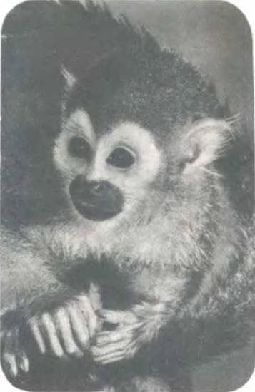 Рукокрылые, приматы, неполнозубые, панголины, зайцеобразные, грызуны, китообразные, ластоногие, трубкозубые, даманы, сирены и хоботные - i_284.jpg