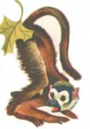 Рукокрылые, приматы, неполнозубые, панголины, зайцеобразные, грызуны, китообразные, ластоногие, трубкозубые, даманы, сирены и хоботные - i_285.jpg