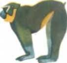 Рукокрылые, приматы, неполнозубые, панголины, зайцеобразные, грызуны, китообразные, ластоногие, трубкозубые, даманы, сирены и хоботные - i_307.jpg