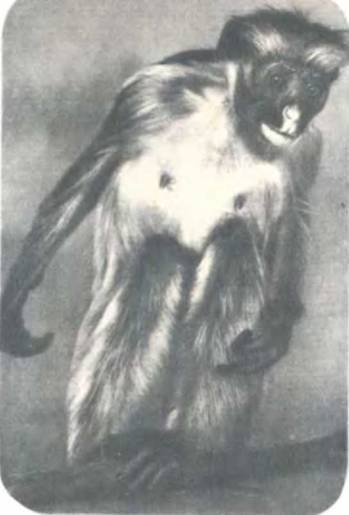 Рукокрылые, приматы, неполнозубые, панголины, зайцеобразные, грызуны, китообразные, ластоногие, трубкозубые, даманы, сирены и хоботные - i_321.jpg