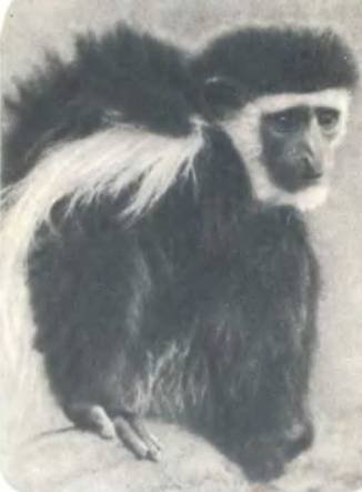 Рукокрылые, приматы, неполнозубые, панголины, зайцеобразные, грызуны, китообразные, ластоногие, трубкозубые, даманы, сирены и хоботные - i_323.jpg