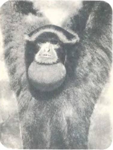 Рукокрылые, приматы, неполнозубые, панголины, зайцеобразные, грызуны, китообразные, ластоногие, трубкозубые, даманы, сирены и хоботные - i_325.jpg