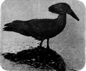 Птицы - i_100.jpg