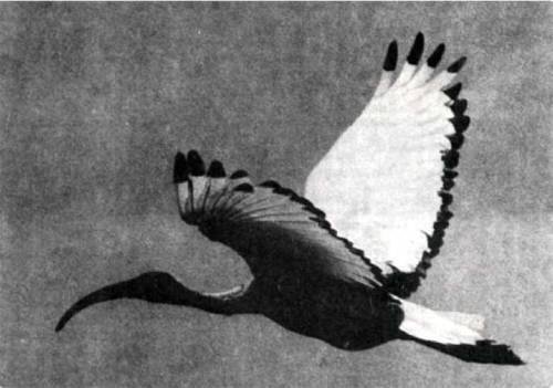 Птицы - i_101.jpg