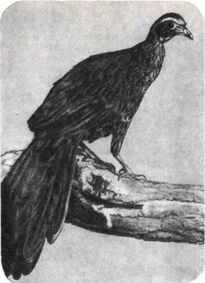 Птицы - i_256.jpg