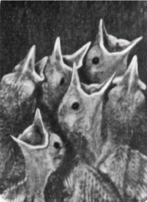 Птицы - i_378.jpg