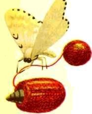 Насекомые. Пауки - i_013.jpg