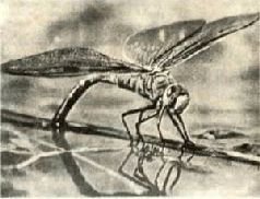 Насекомые. Пауки - i_037.jpg