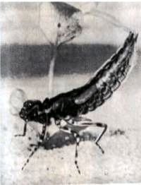 Насекомые. Пауки - i_040.jpg