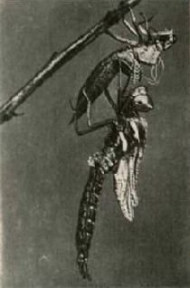 Насекомые. Пауки - i_041.jpg