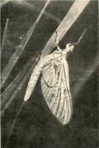 Насекомые. Пауки - i_043.jpg