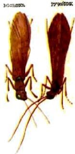 Насекомые. Пауки - i_045.jpg